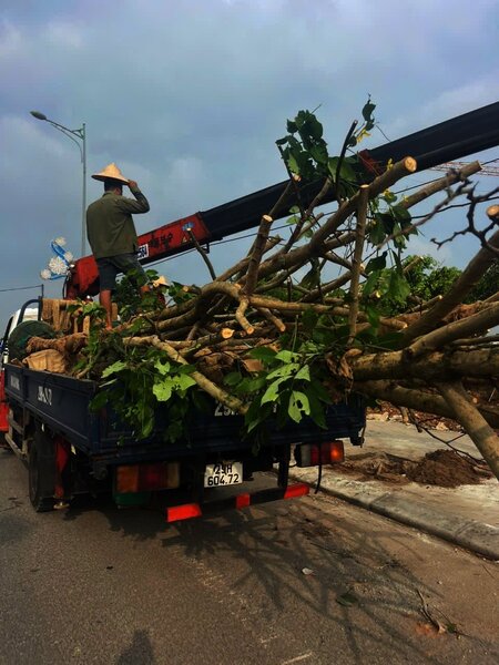 Dịch vụ bảo dưỡng cây xanh